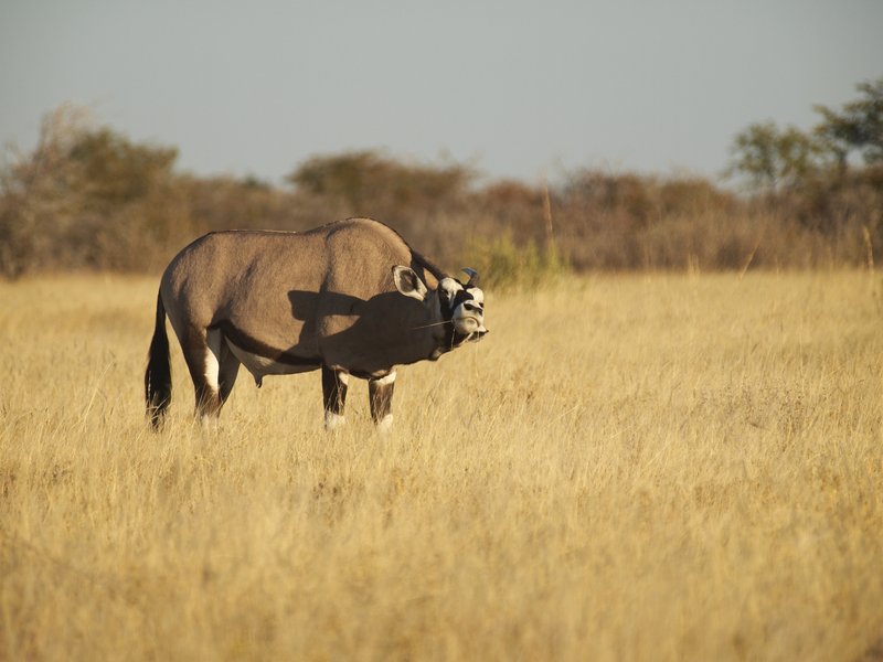 Etosha National Park, Oryx